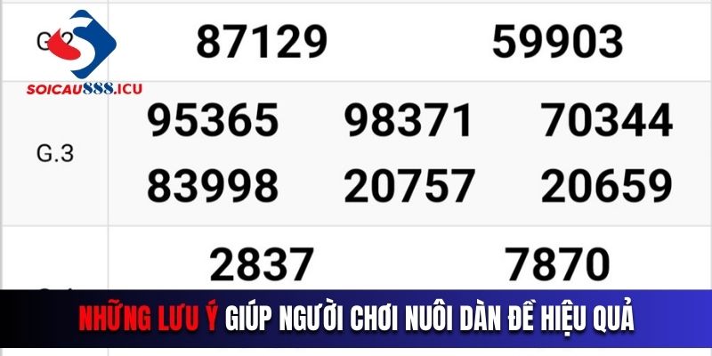 Những lưu ý giúp người chơi nuôi dàn đề hiệu quả